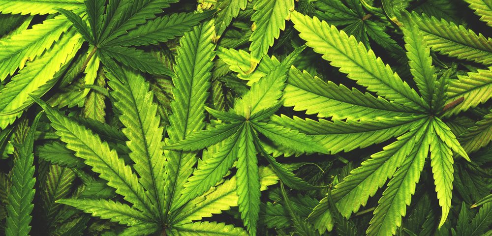 Zynerba Launches Trial to Study Effects of Cannabinoid Product ZYN001