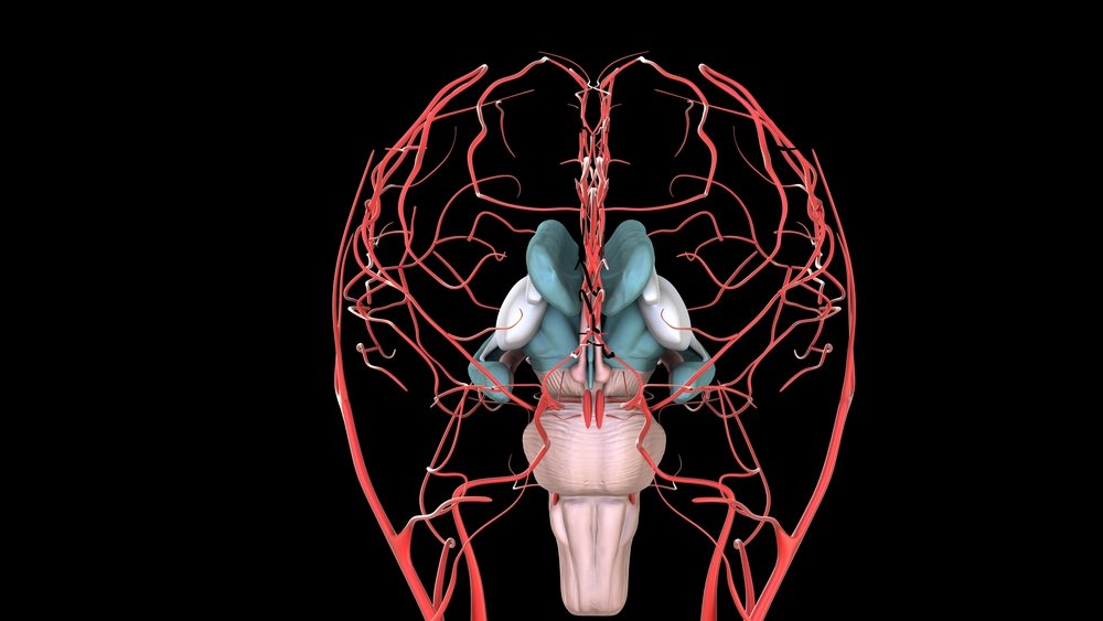 Кровеносная система мозга человека анатомия. Кровоснабжение мозга вены. Сосуды головного мозга анатомия вены. Что такое брахиоцефальные артерии головного мозга.