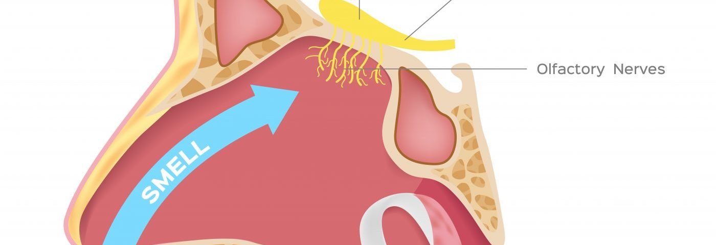 FM Patients’ Difficulty Smelling May Be Linked to Decreased Olfactory Bulb Volume