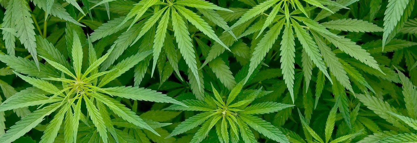 Cannabis May Help Reduce Pain in Fibromyalgia Patients, Another Study Finds